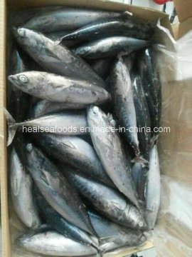Frozen Bonito Tuna Fish in in China