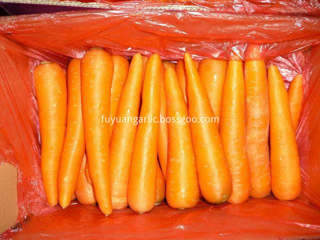 shandong carrot (12)