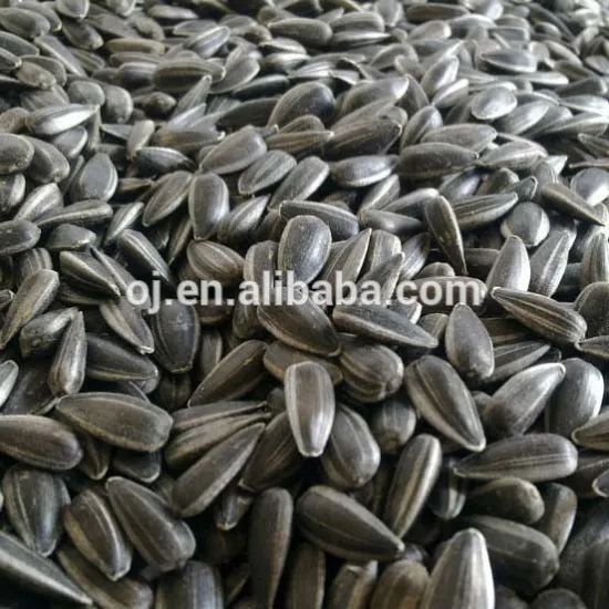 High amount of oil sunflower seeds