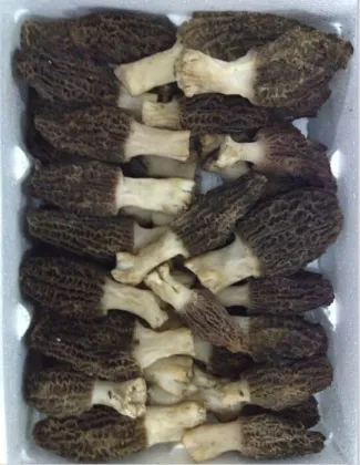 Yunnan Wild Fresh Morel Mushrooms Best Price