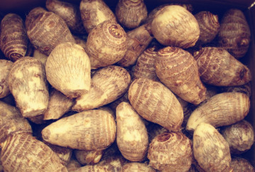 China 2014 Fresh Taro