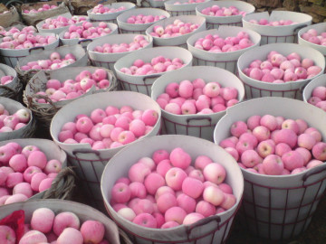 2014 New Crop FUJI Apples (SGS Certificate)