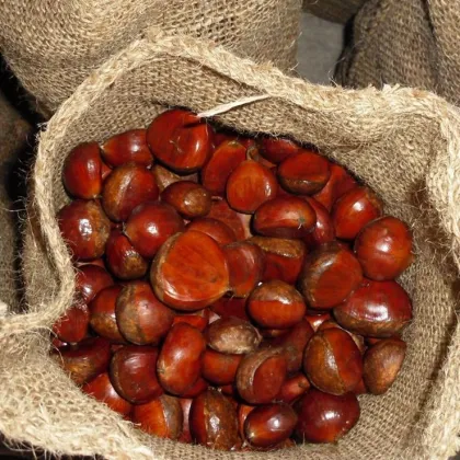 Harvest fresh chestnut from Dandong with good price