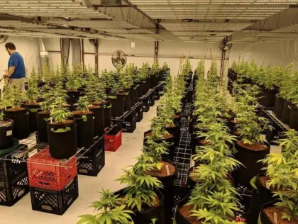 Cannabis Grow Lights Indoor LEDS for Marijuana