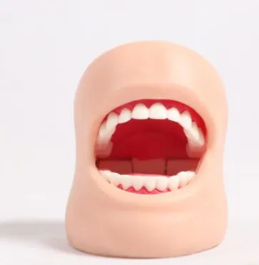 DARHMMY Realistic Dental Care Healthcare Model for Oral Medical Science Training