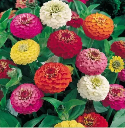 Garden flower seeds for sale-Zinnia Seeds All Colors