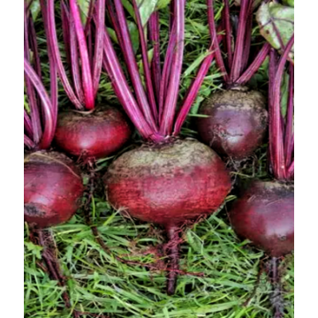 etanin Beetroots Extract