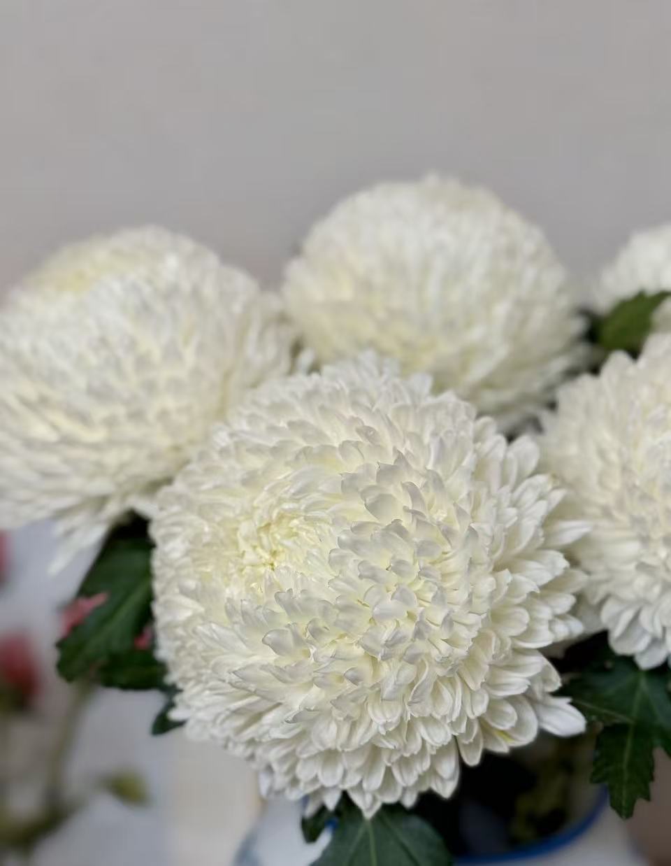 Standard Peony chrysanthemum