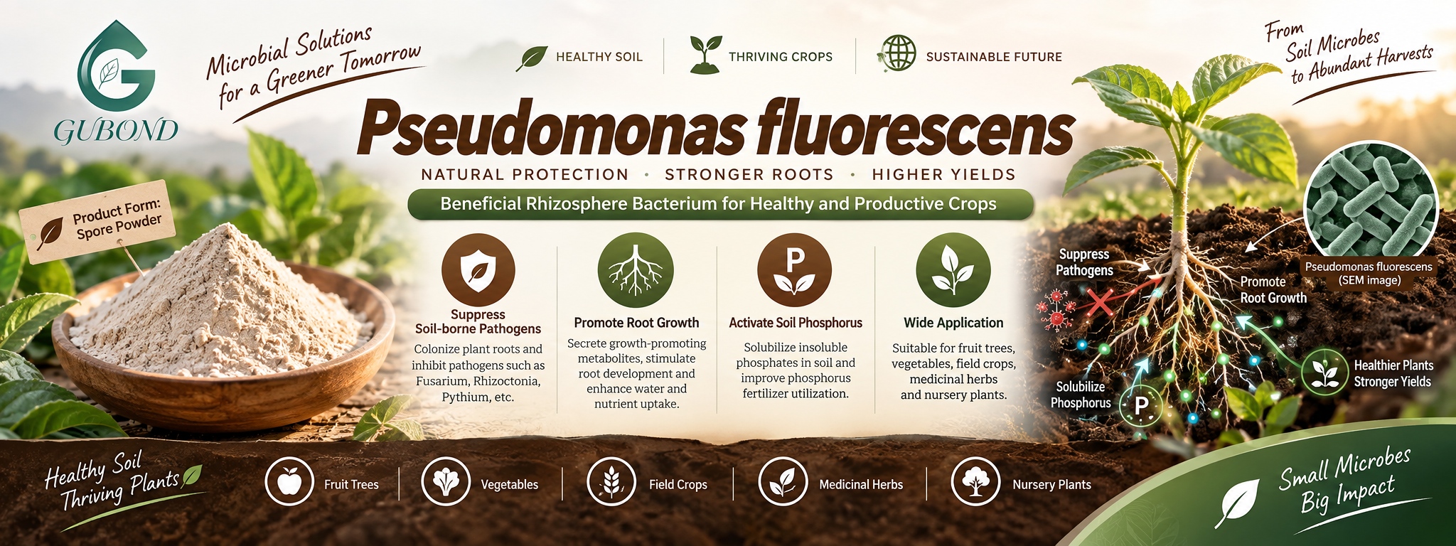 Pseudomonas fluorescens