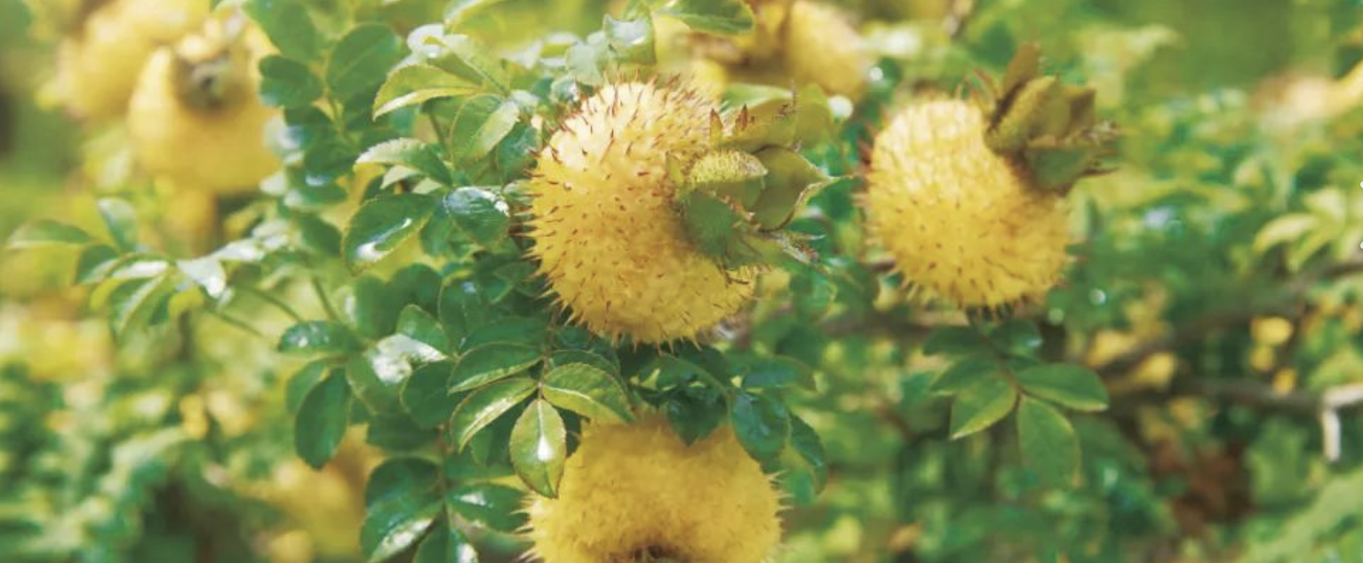 Rosa Roxburghii Powder