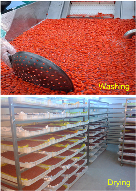 Goji berry washing & Drying