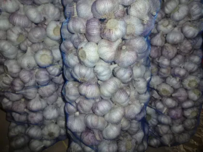 Fresh Garlic Loosing Packing