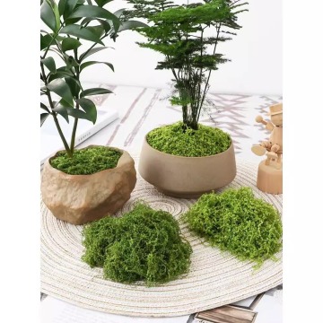 Grass artificiels et tapis de mousse pour décoration de mur de jardin