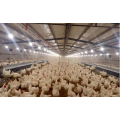 Breeder hens floor rearing system(uniform feeding)