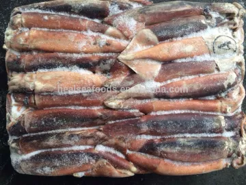 Argentine illex squid