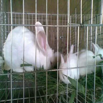Rabbits Raising Stainless Steel Welded Mesh Cage