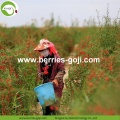 Vente en gros Variété en vrac Faible Pesticide Baies de Goji