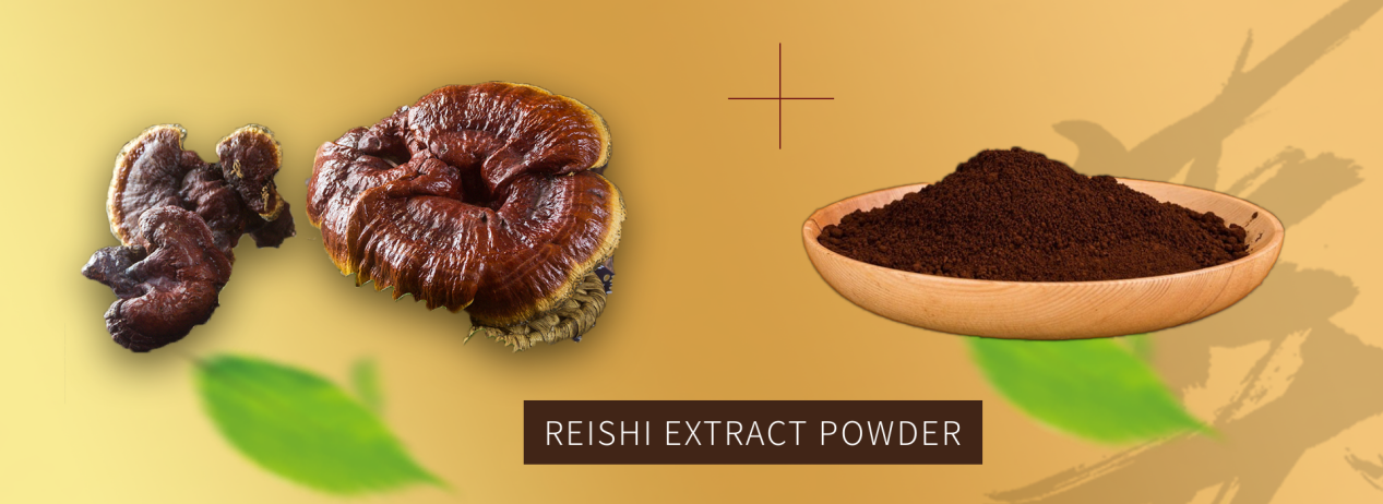 how to make reishi extract