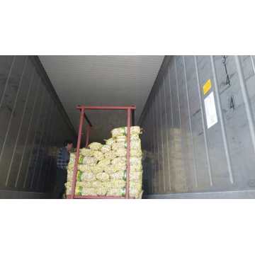 1 * 40 RH CONTAINER GARLIC