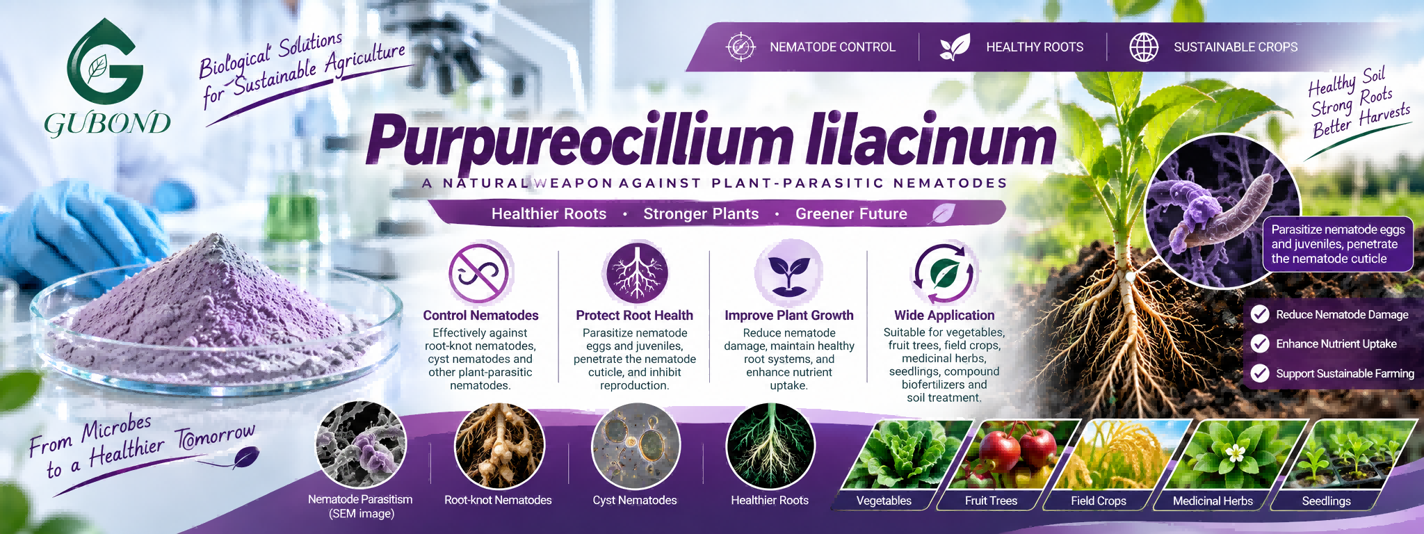Purpureocillium lilacinum