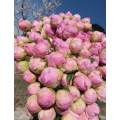 বিলাসবহুল প্রিমিয়াম ডিনার প্লেট Peony ফুল