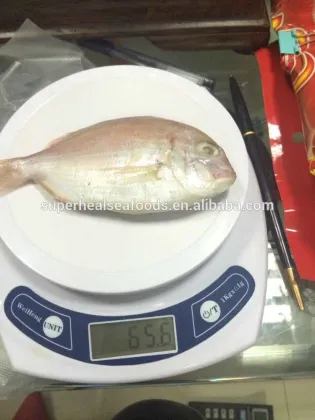 Frozen red snapper fish