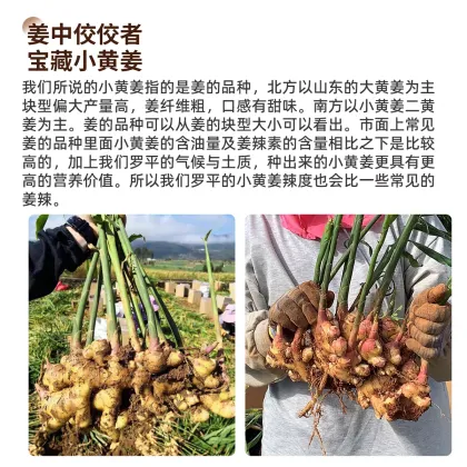 Old Ginger Powder