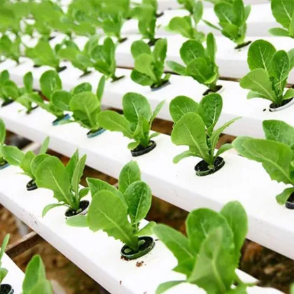 Professional NFT Hydroponic Channel Systems for Commercial Vegetable Growing - 10x5cm Soilless Hydroponics