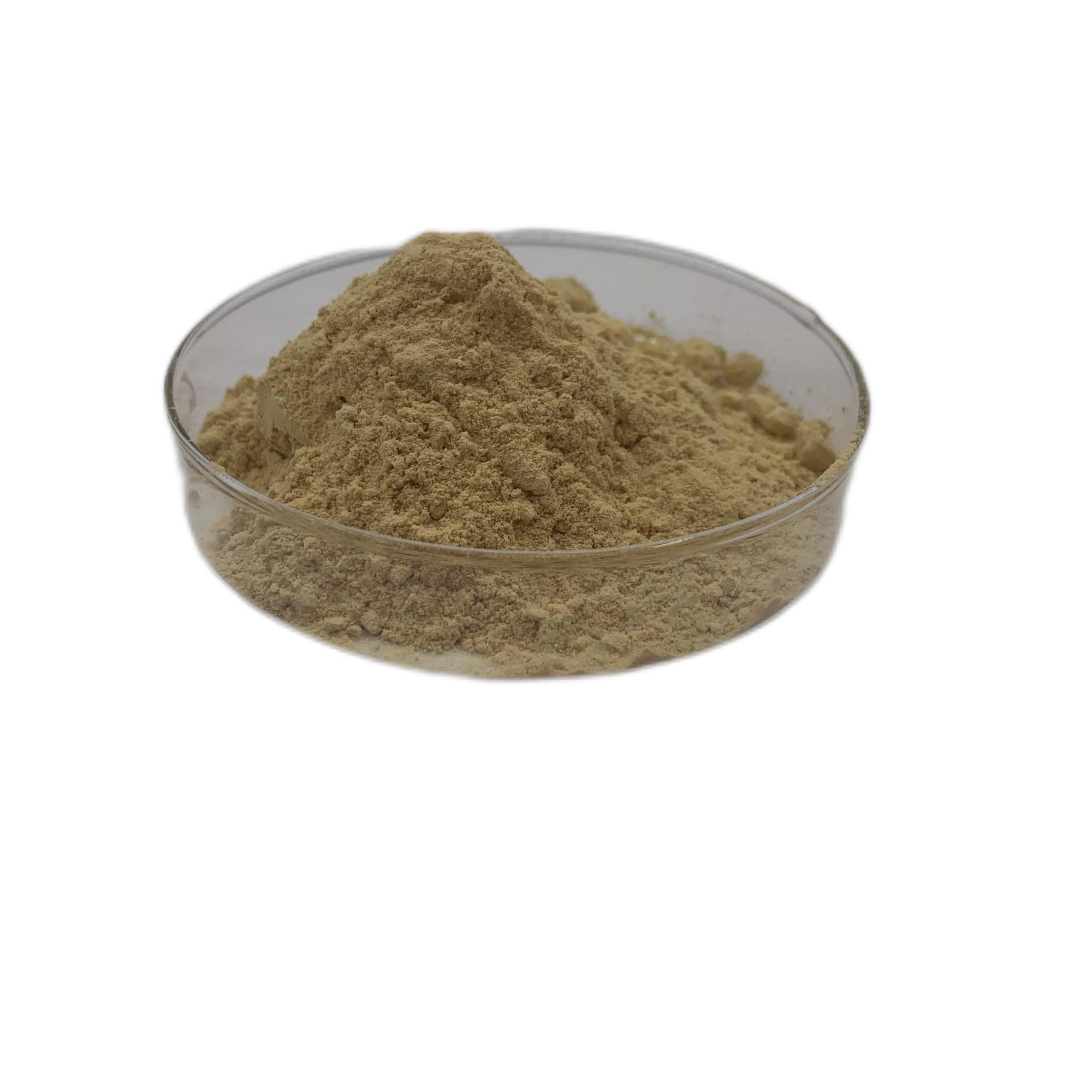 knotweed polygonum cuspidatum