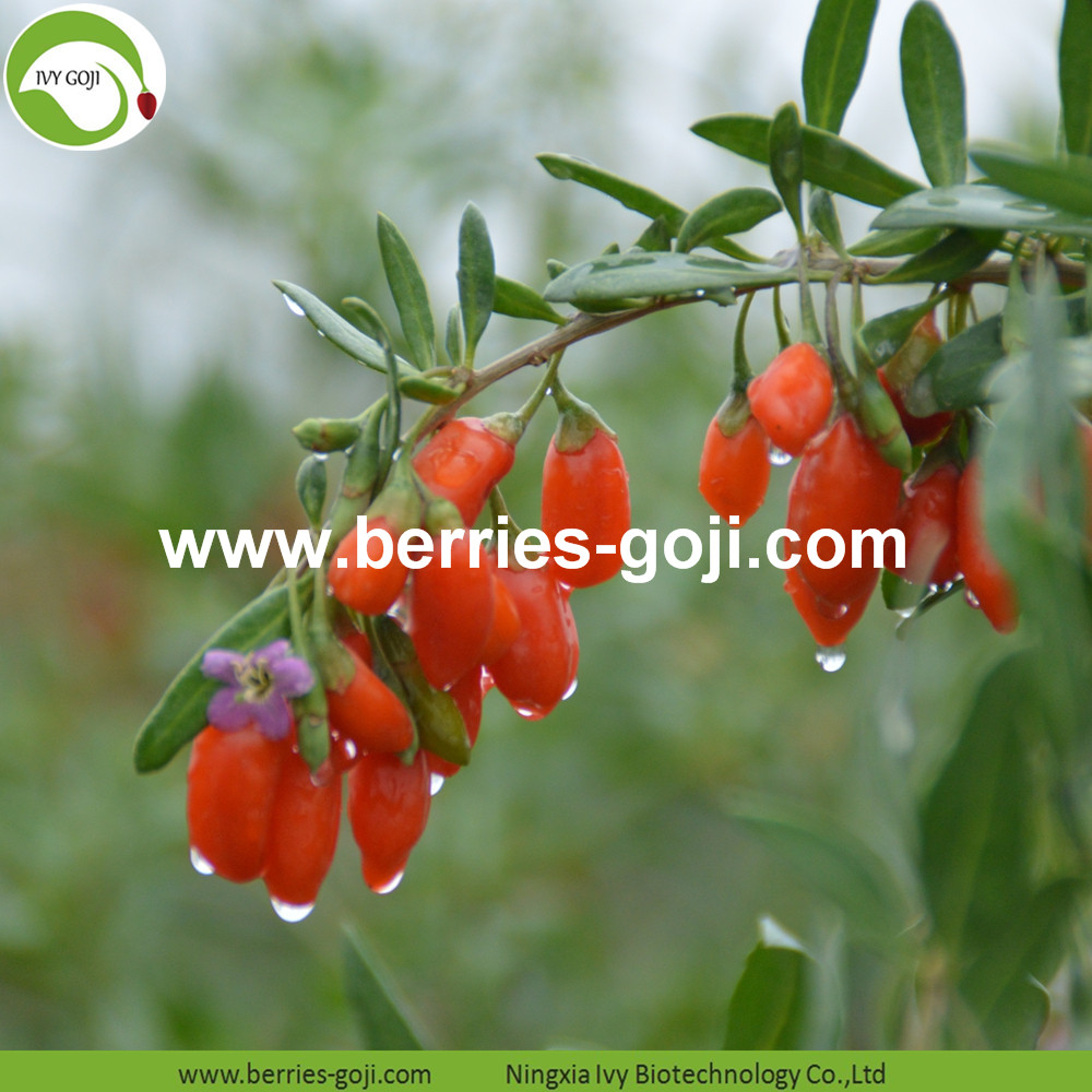 Goji berry