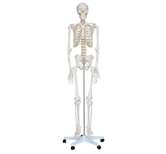 Life-Size Skeleton 180cm Tall