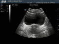 Draagbare Ultrasound Scanner Digitale echografie Machine Prijs