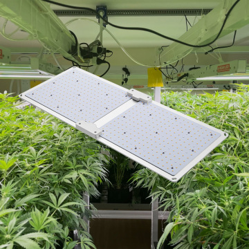 Cannabis -Pflanzlampe LED Wachsen Lichter