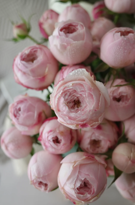 Mansfield Park Rose