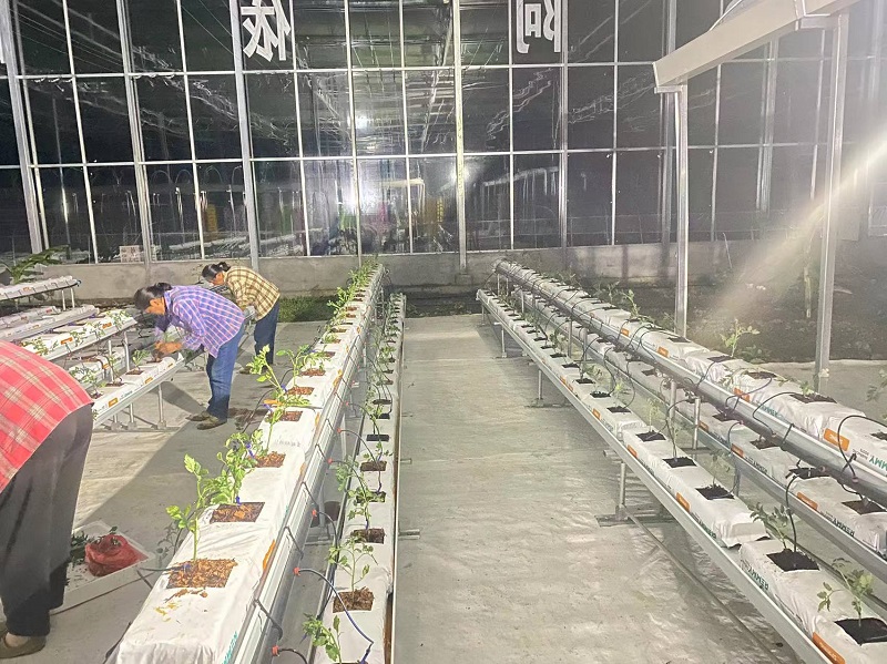 Qingcheng Agriculture's Crafted Pengshui Glass Greenhouse Project: Soilless Cultivation Industrial Park Launched and Operational