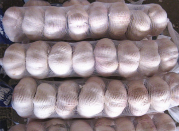 2014China Fresh Normal White Garlic