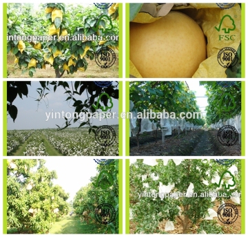Water Proof Mango Paper bag