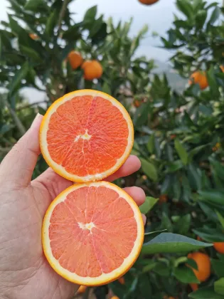 Chinese Orange Fresh Citrus Fruit Search Engine