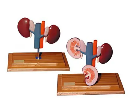 Anatomical model of sheep kidney