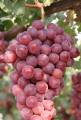 Новый урожай свежий и хорошего качества красного винограда