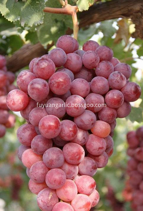 Red Grape 44