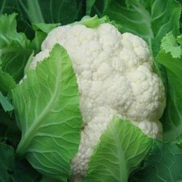 Complete fresh cauliflower and low price