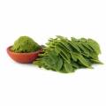 Pure Natural Moringa Oleifera Leaf Extract Powder
