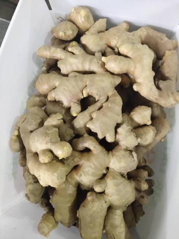 Good Quality New Crop Ginger