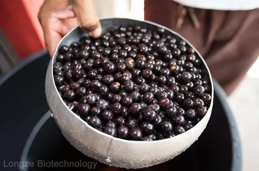 acai Berry2