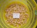 Zhejiang Export Desveiner congelado camarón rojo para al por mayor
