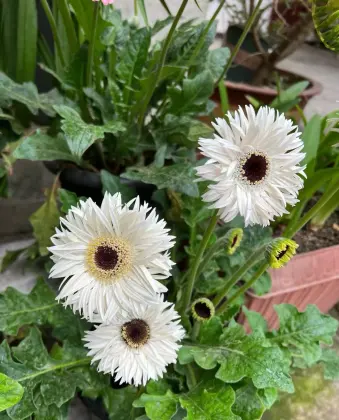 Standard chrysanthemum Silky Gerbera