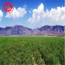 New Harvest GMP Factory Kilang racun perosak rendah Goji Berries