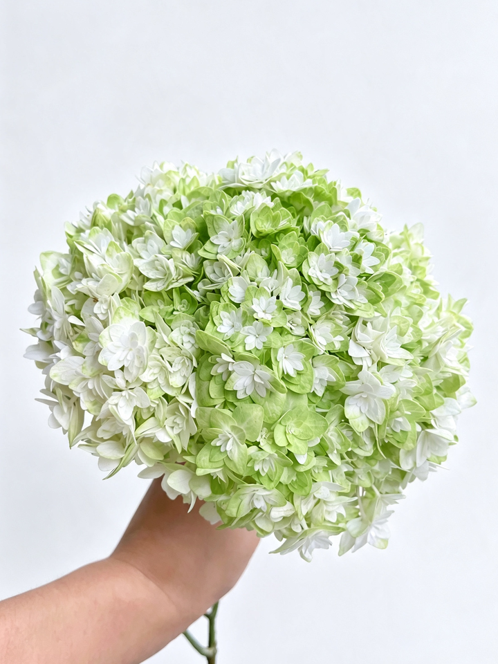 Princess Anne's Double Hydrangea