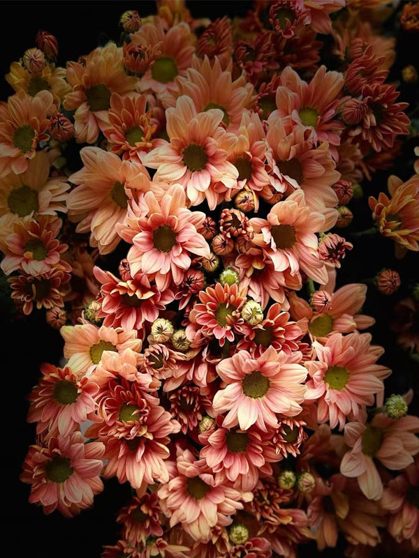 Champagne Salmon chrysanthemum1